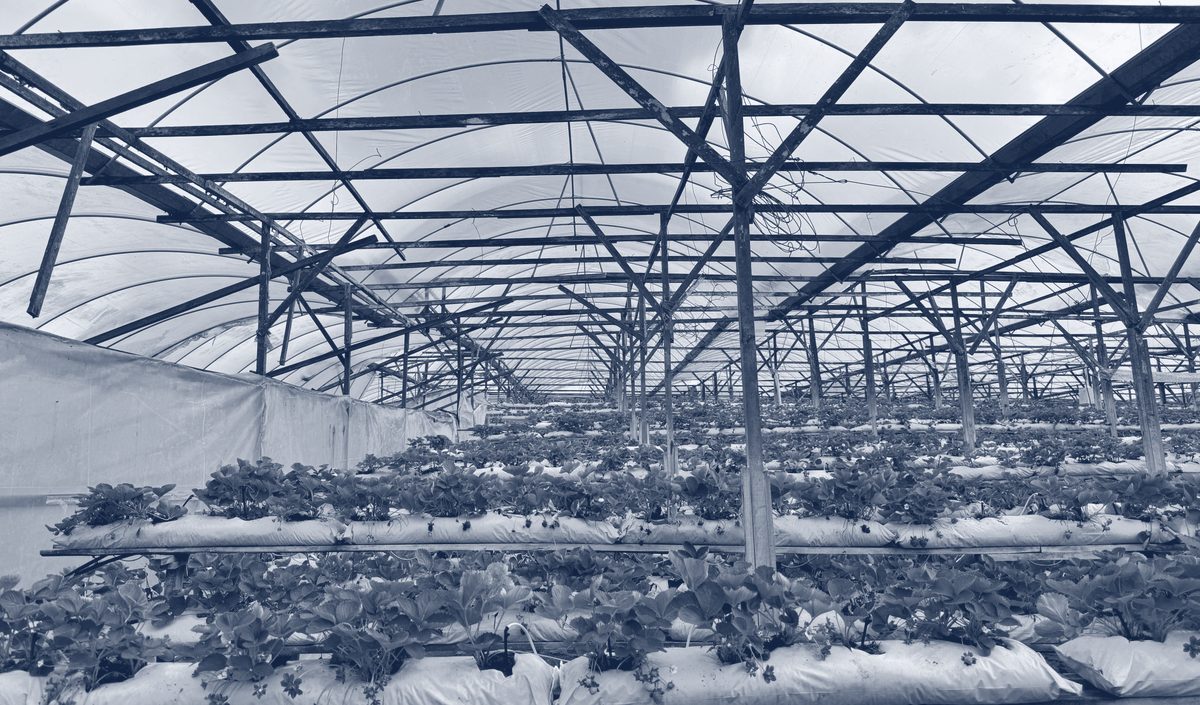 Greenhouse rows at a plant nursery